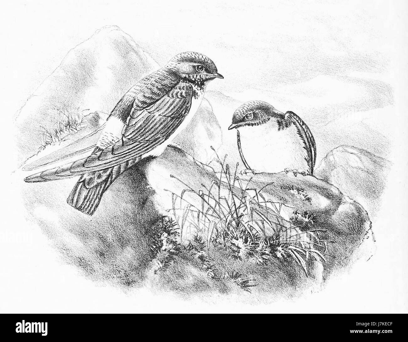 Delichon nipalense, connu sous le nom de Maison du Népal Martin, est une espèce d'oiseau originaire de la région himalayenne. Il est reconnu pour son vol rapide et ses habitudes de nidification uniques. Banque D'Images