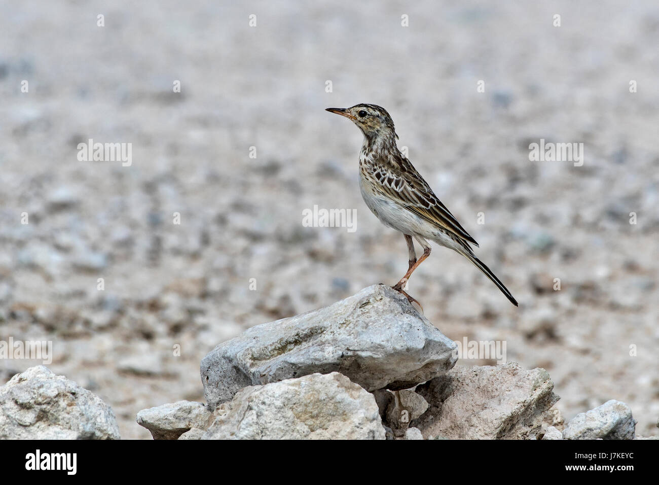 Pispola (Anthus cinnamomeus africana), Pipit africain Banque D'Images