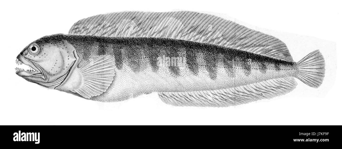 Anarhichas lupus2 Banque D'Images Anarhichas lupus2 Banque D'Images