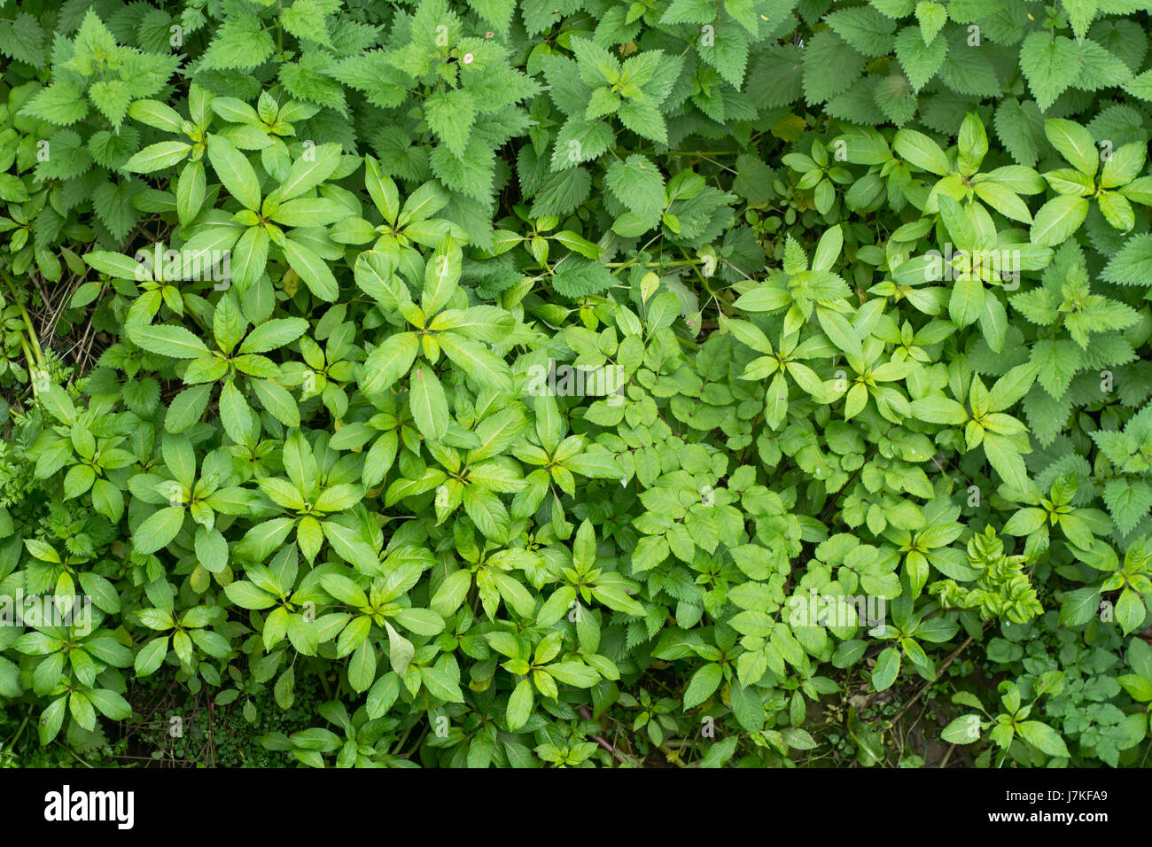 L'Impatiens glandulifera balsam (indien) la croissance végétative. Croissance des plantes envahissantes sur la réserve naturelle, en famille Balsaminaceae Banque D'Images