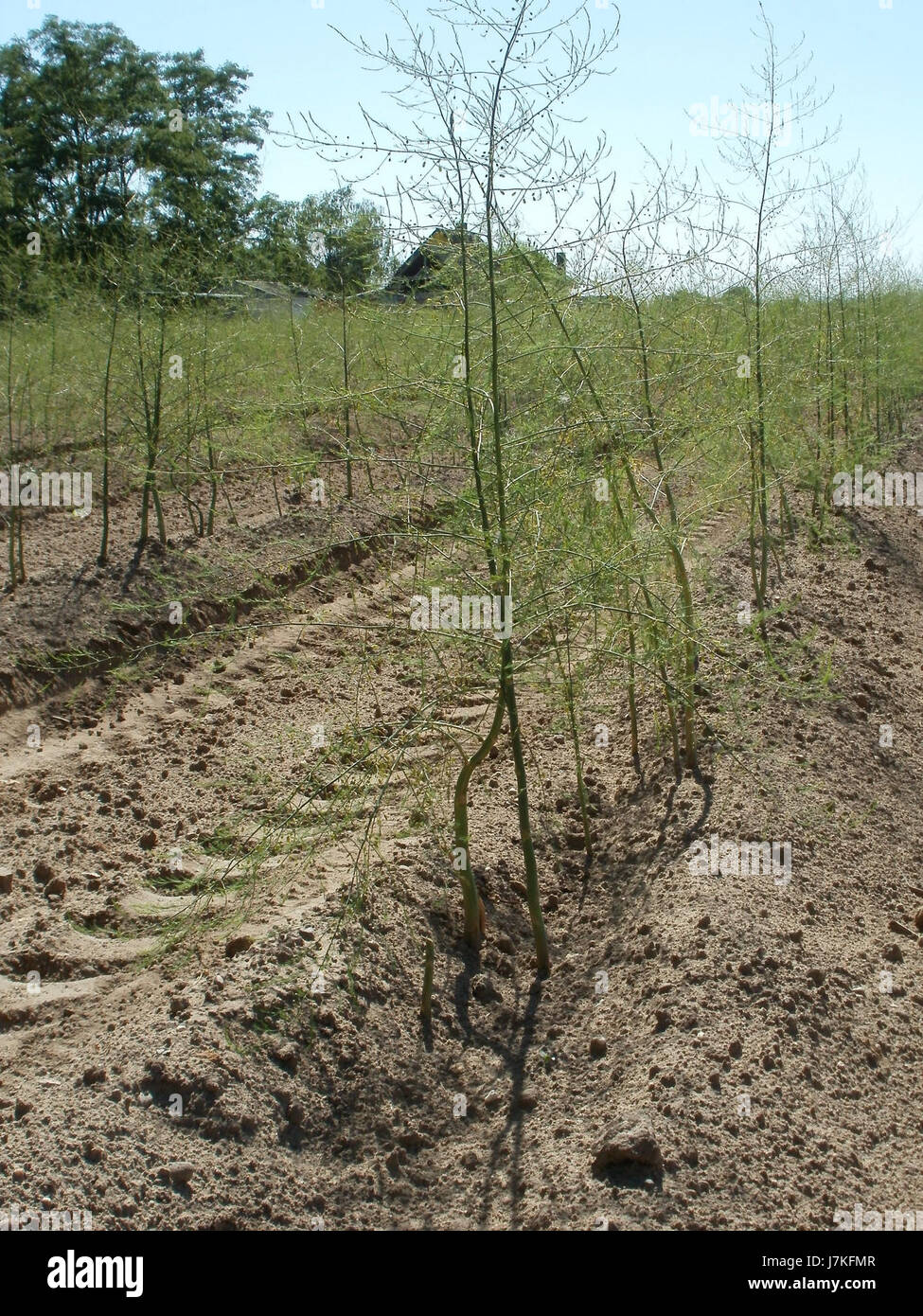 Spargelfeld 20110525Ketsch4 Banque D'Images