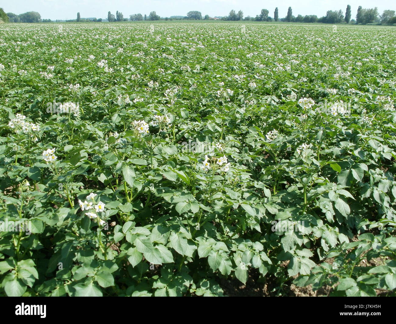L'image représente probablement la région de Hockenheim, mettant peut-être en évidence le champ de Hockenheim, un endroit en Allemagne. Cette région est connue pour son association avec le sport automobile, en particulier le Hockenheimring, un célèbre circuit de course. Il pourrait refléter des paysages locaux ou des événements notables dans la région. Banque D'Images