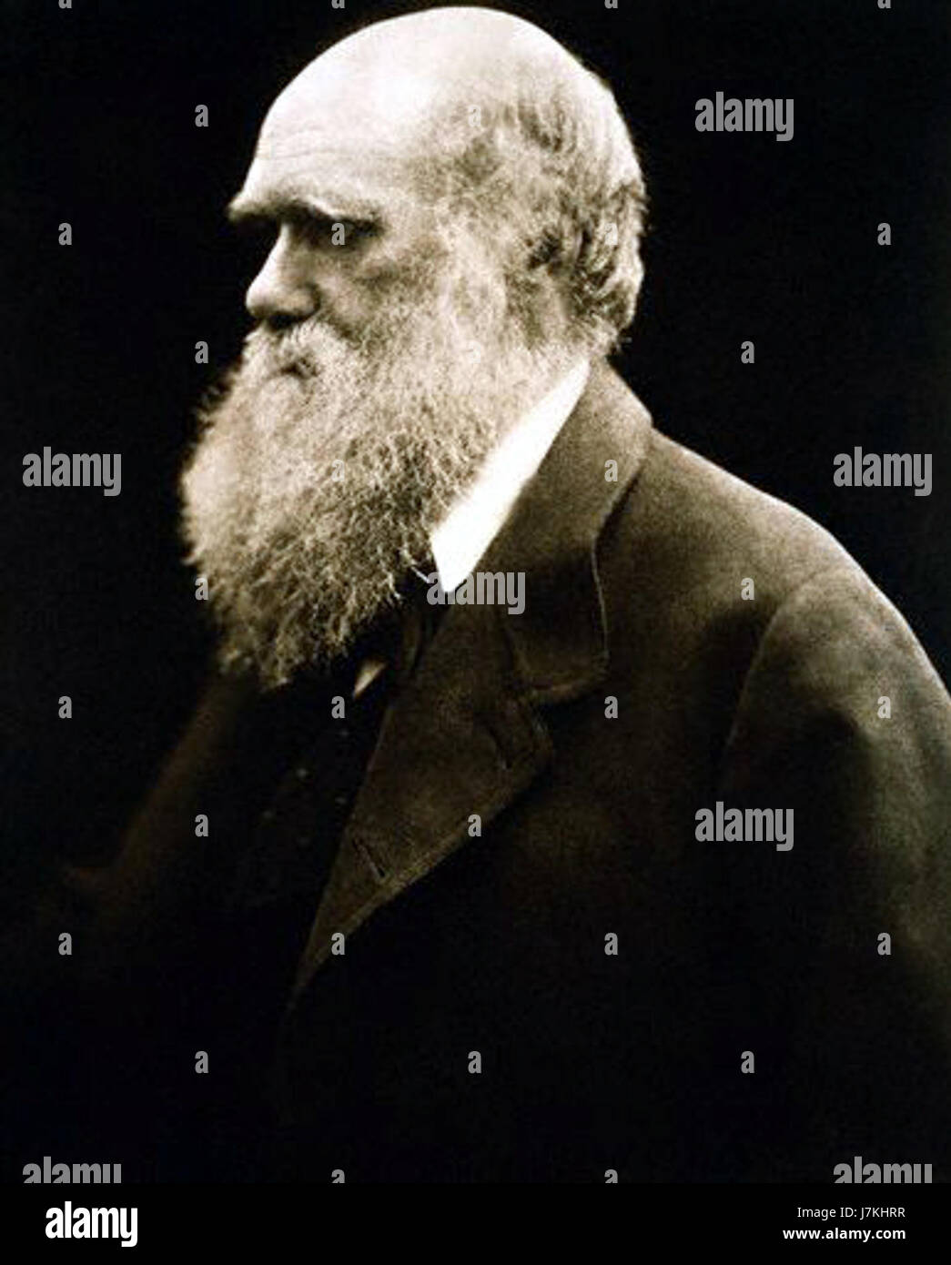 Cette photographie, prise par Julia Margaret Cameron, représente Charles Darwin, naturaliste britannique de renom, connu pour sa théorie de l'évolution par sélection naturelle. Le portrait illustre la présence intellectuelle de Darwin au milieu du XIXe siècle. Banque D'Images