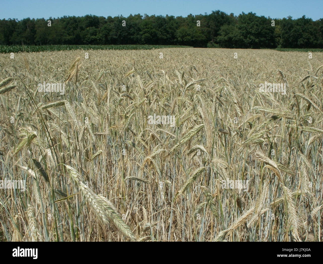 Prise le 27 juin 2011, cette image représente une scène de Roggenfeld, un quartier de Hockenheim, en Allemagne. La région est connue pour sa proximité avec le célèbre circuit de Hockenheimring, un site emblématique des sports mécaniques. Banque D'Images Prise le 27 juin 2011, cette image représente une scène de Roggenfeld, un quartier de Hockenheim, en Allemagne. La région est connue pour sa proximité avec le célèbre circuit de Hockenheimring, un site emblématique des sports mécaniques. Banque D'Images