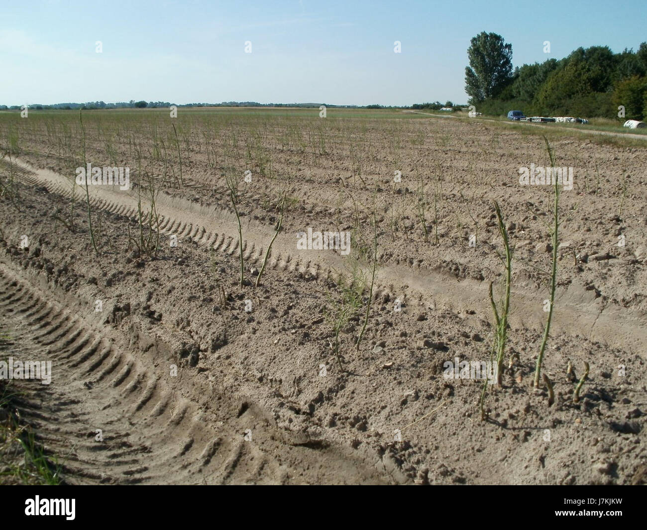 Spargelfeld à Reilingen fait référence à un champ d'asperges dans la ville de Reilingen, en Allemagne. La date 2011-06-27 indique probablement un événement ou une pratique agricole spécifique lié à la culture des asperges dans la région. Banque D'Images