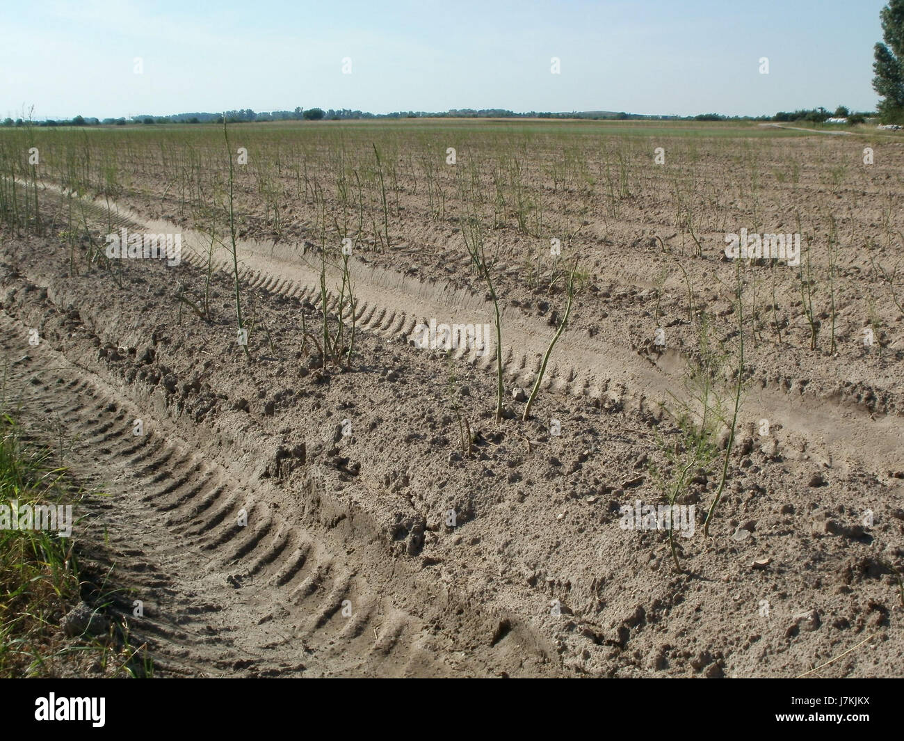 Cette image capture une scène du Spargelfeld (champ d'asperges) à Reilingen, en Allemagne, prise le 27 juin 2011. Il représente le milieu agricole où les asperges sont cultivées, mettant en valeur les techniques agricoles utilisées dans cette région. Banque D'Images