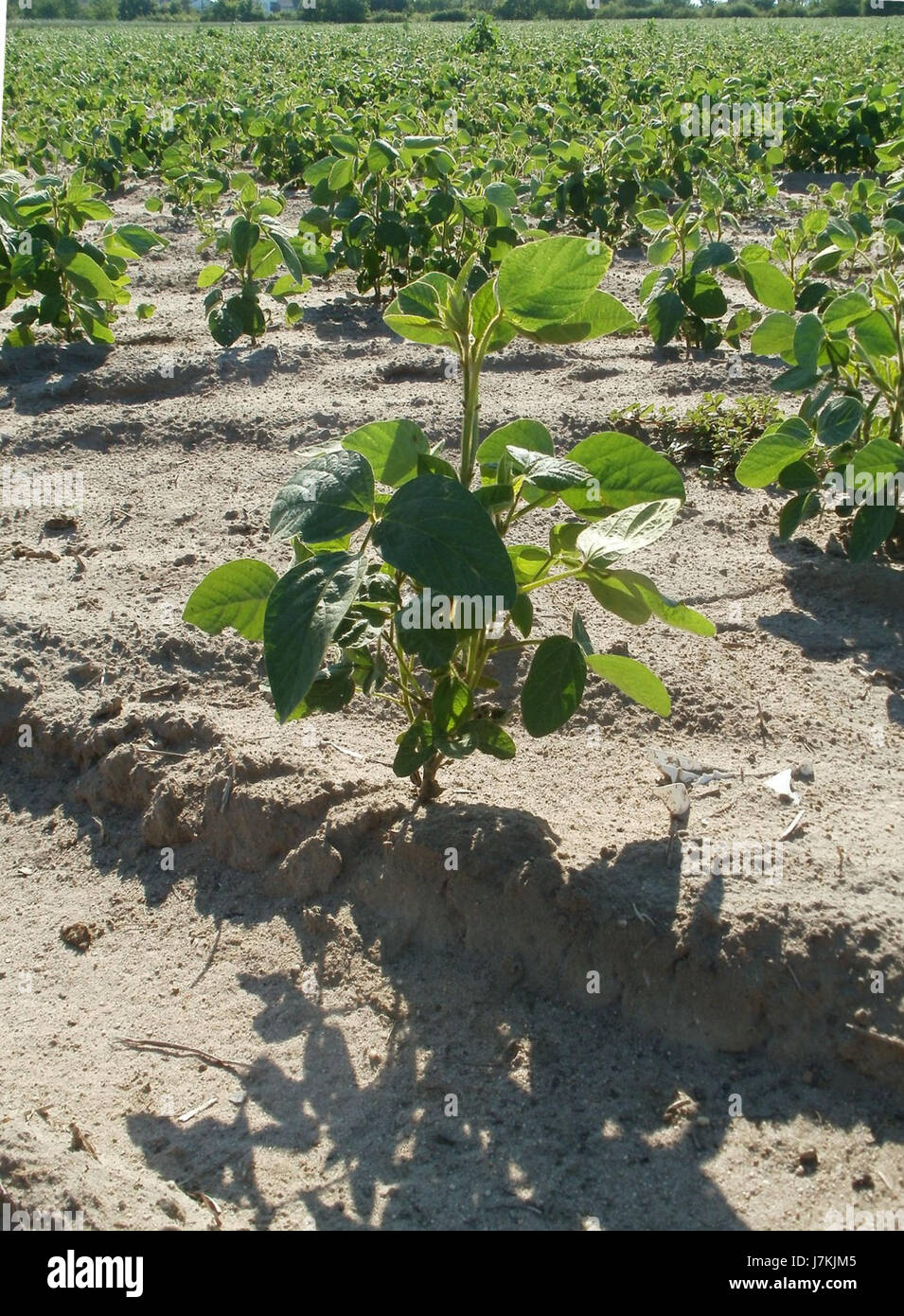Sojafeld Reilingen fait référence à un champ de soja situé à Reilingen, en Allemagne, observé le 27 juin 2011. L'image met probablement en évidence le paysage agricole de cette région, en mettant l'accent sur la culture du soja comme culture importante. Banque D'Images