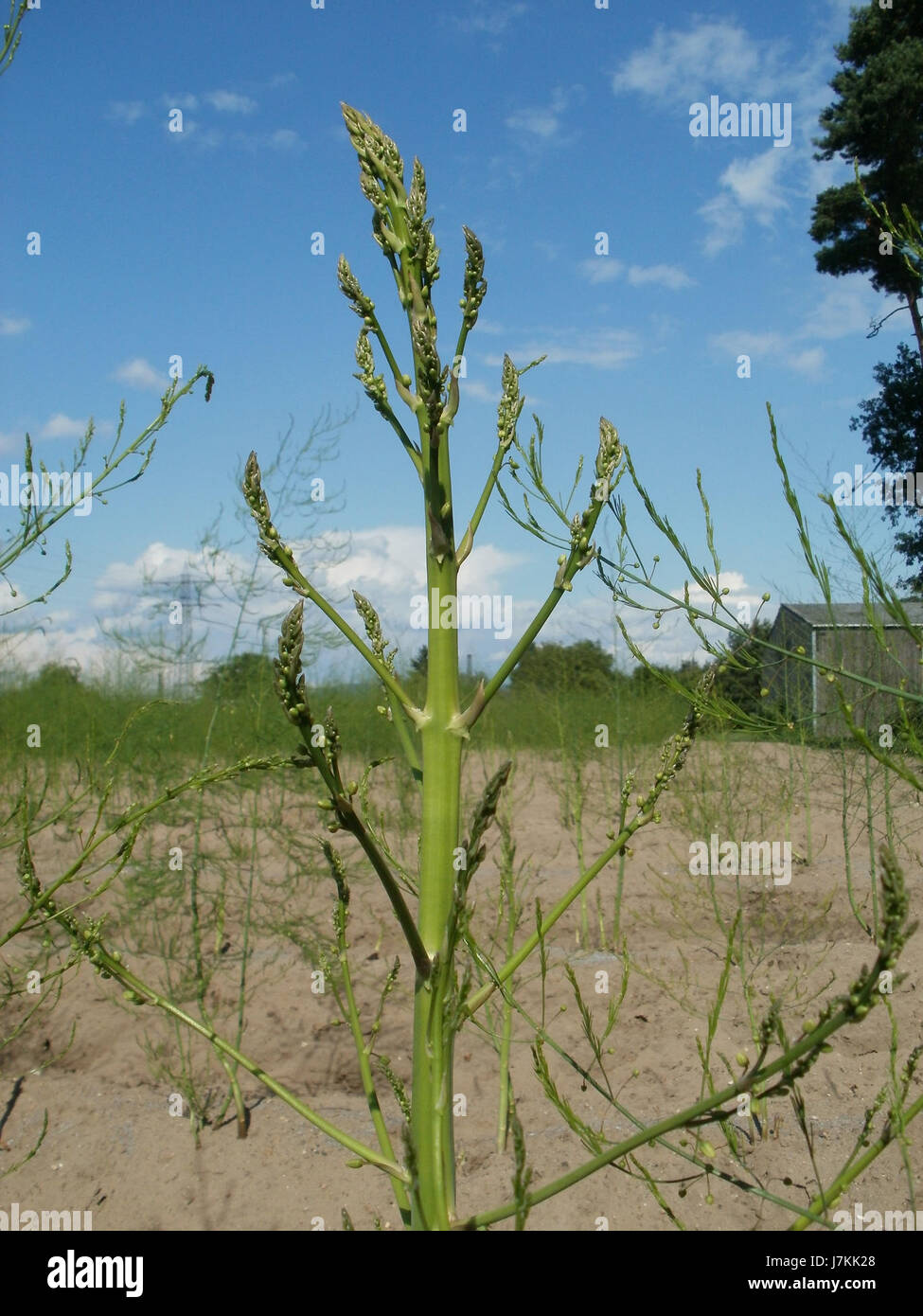 L'image fait référence au Spargelfeld (champ d'asperges) à Oftersheim, en Allemagne, le 1er juillet 2011. Il met en lumière l’activité agricole liée à l’élevage des asperges dans cette région. Banque D'Images