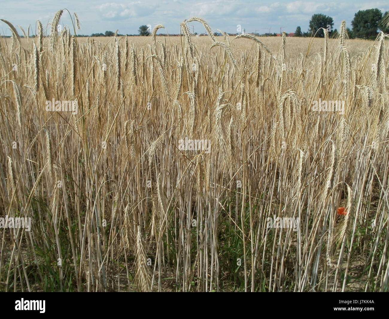L'événement appelé '20110702 Weizenfeld Reilingen' marque probablement un moment précis dans la ville de Reilingen, en Allemagne, le 2 juillet 2011. Les détails de l'événement doivent être clarifiés. Banque D'Images