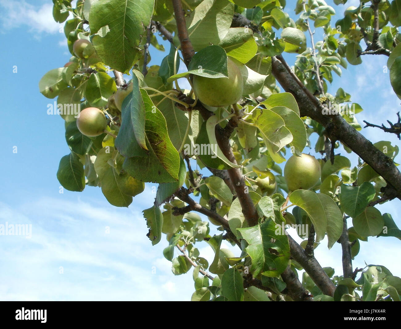 Le titre fait référence à un événement ou un sujet impliquant Birnbaum, peut-être un individu ou un lieu notable, lié à Reilingen, en Allemagne, le 2 juillet 2011. D'autres contextes pourraient concerner un événement, une exposition ou une référence historique dans cette localité ou cette période. Banque D'Images