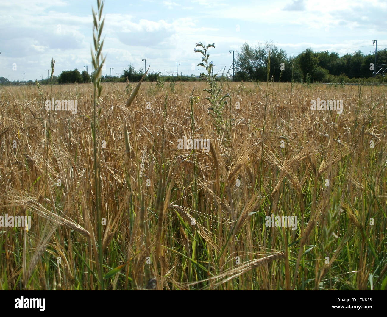 Cette référence se rapporte probablement à un endroit à Reilingen, en Allemagne, plus précisément Gerstenfeld, capturé le 2 juillet 2011. Il représente un moment ou un événement dans cette région agricole connue pour ses champs. Banque D'Images