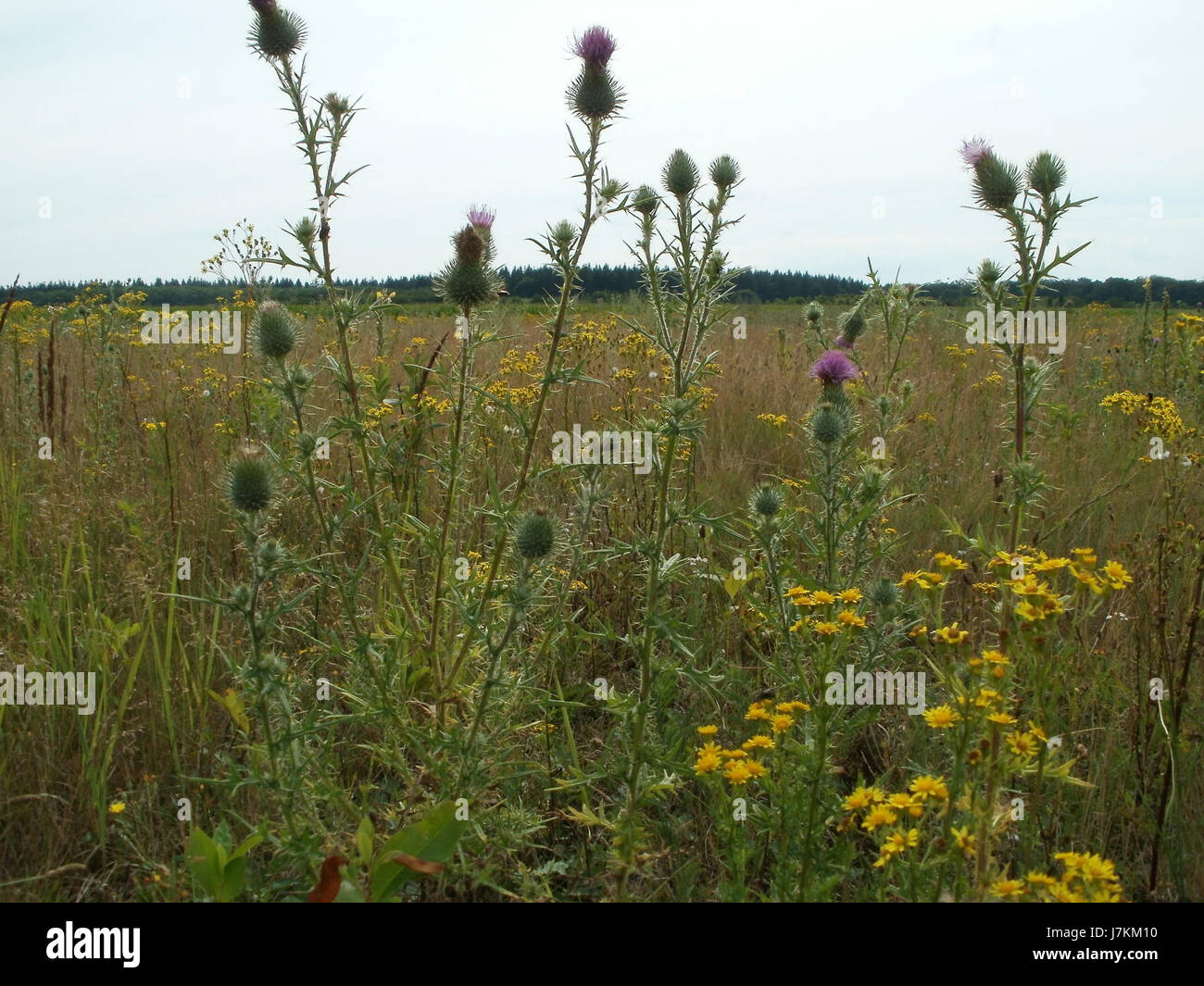 Cette référence à '20110715 St Leon 10' se rapporte vraisemblablement à un événement précis ou à une série de photographies prises à l'occasion de Leon, possiblement le 15 juillet 2011. Le sujet pourrait impliquer les personnes, le lieu ou le contexte historique de l'époque. Banque D'Images