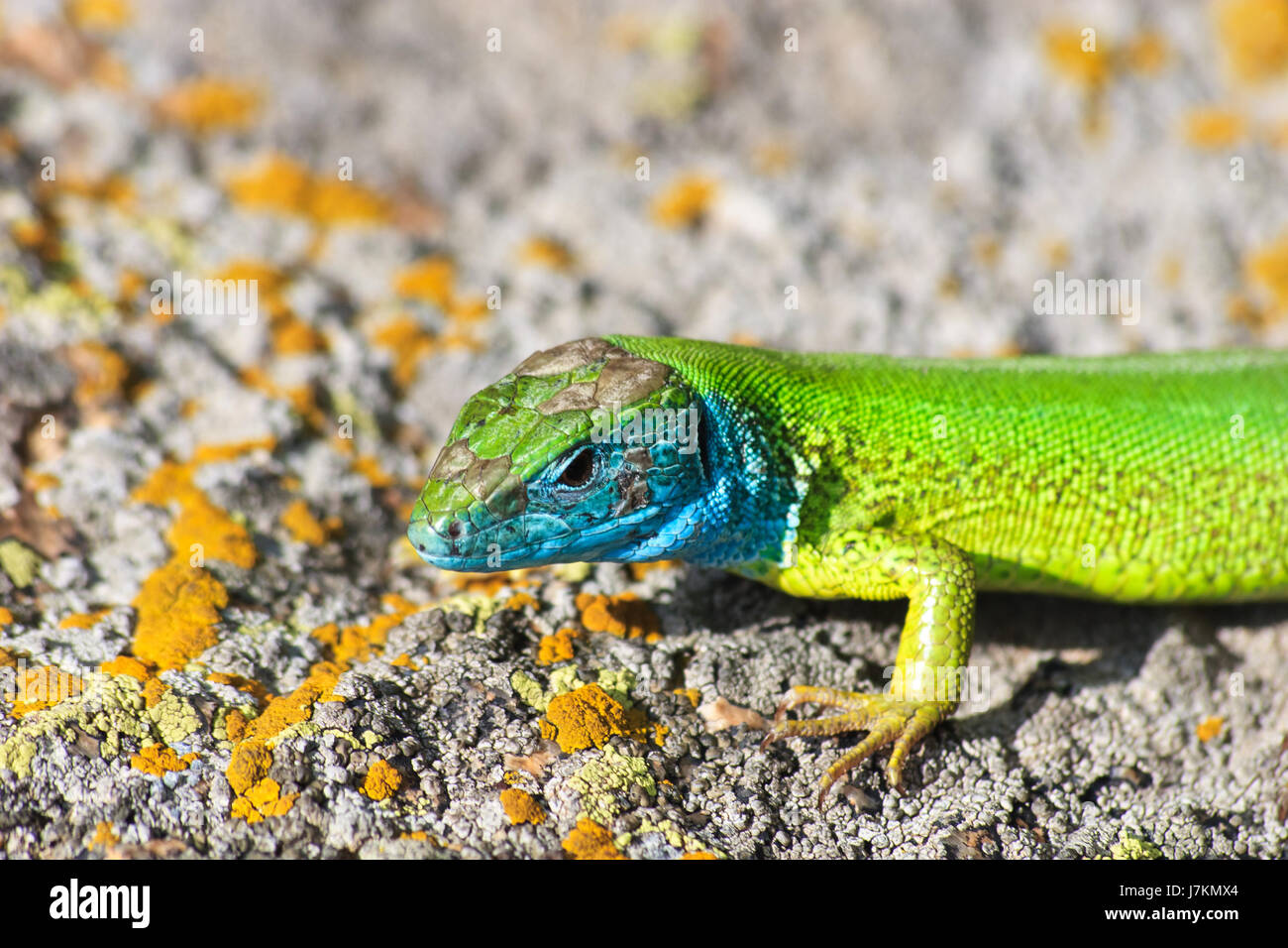 Blue belle beauteously de belle couleur désert désert vert sauvage de reptiles Banque D'Images
