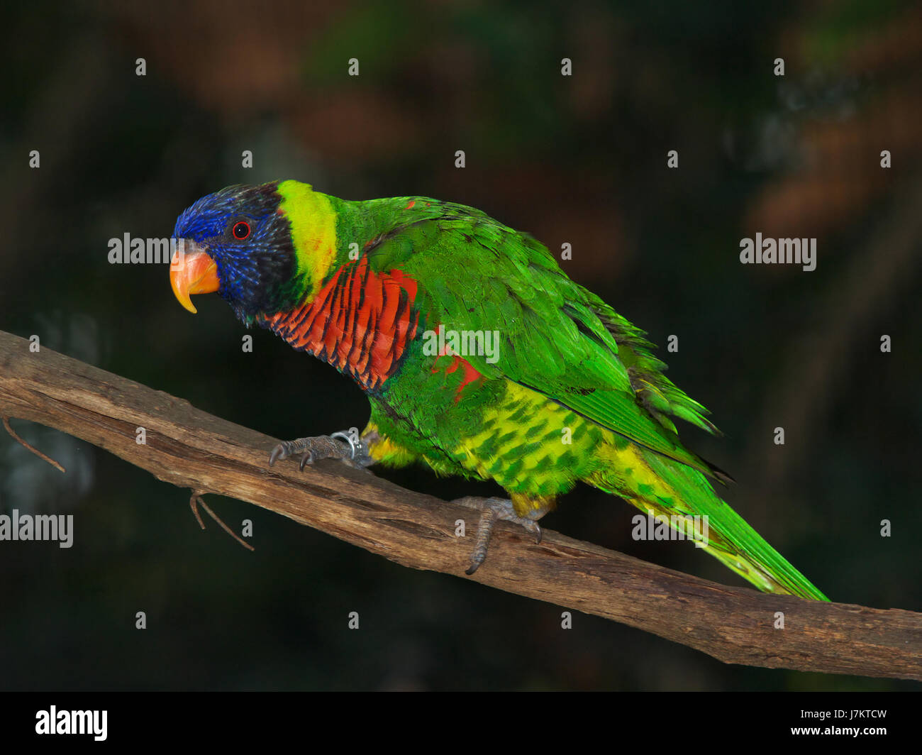 Perruche oiseau tropical vert perroquet en plumes d'oiseaux de compagnie animaux bleu aile verte Banque D'Images