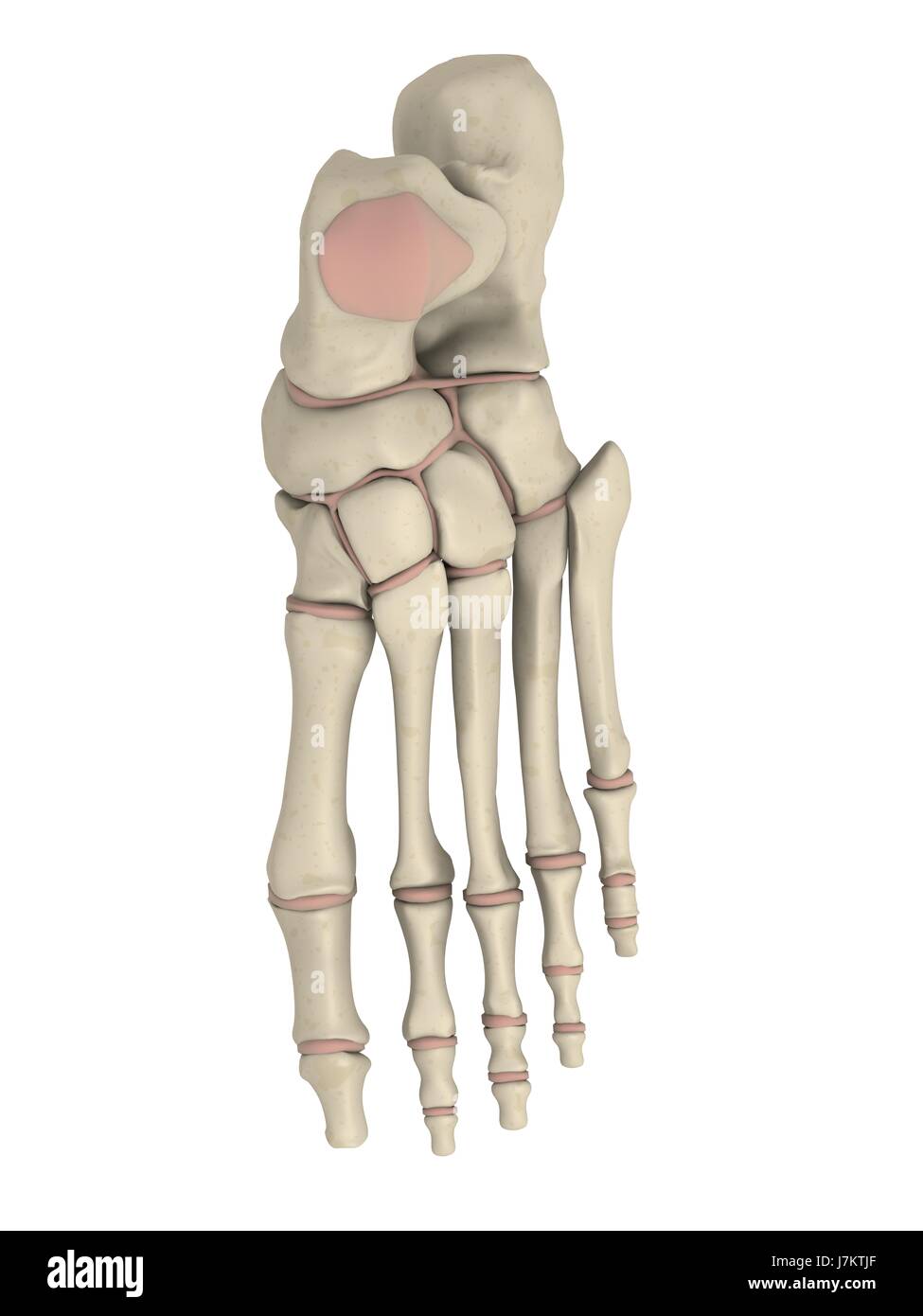 Les droits de l'homme squelette pied douleur anatomie santé ostéoporose Banque D'Images