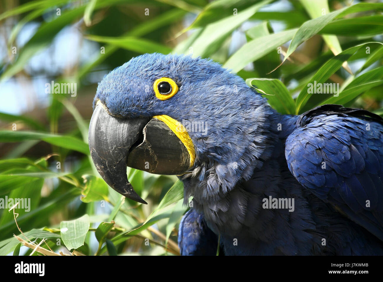 Portrait d'oiseau perroquet oiseau bleu oiseaux Brésil Brésil periled  oiseaux portrait Photo Stock - Alamy