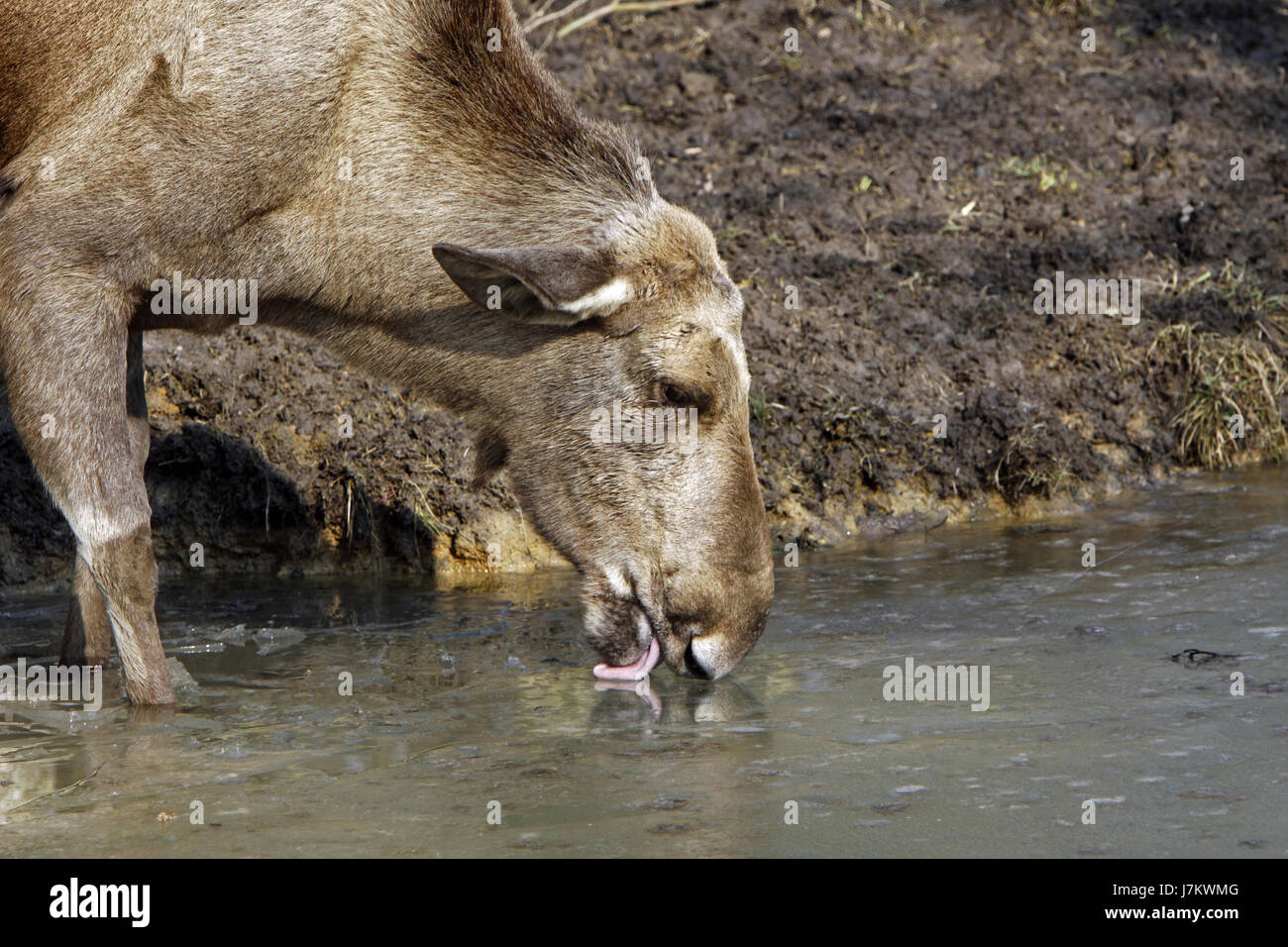 Les wapitis bull mammifère animal eaux bull Europe Asie portrait vache humide de l'eau fraîche Banque D'Images