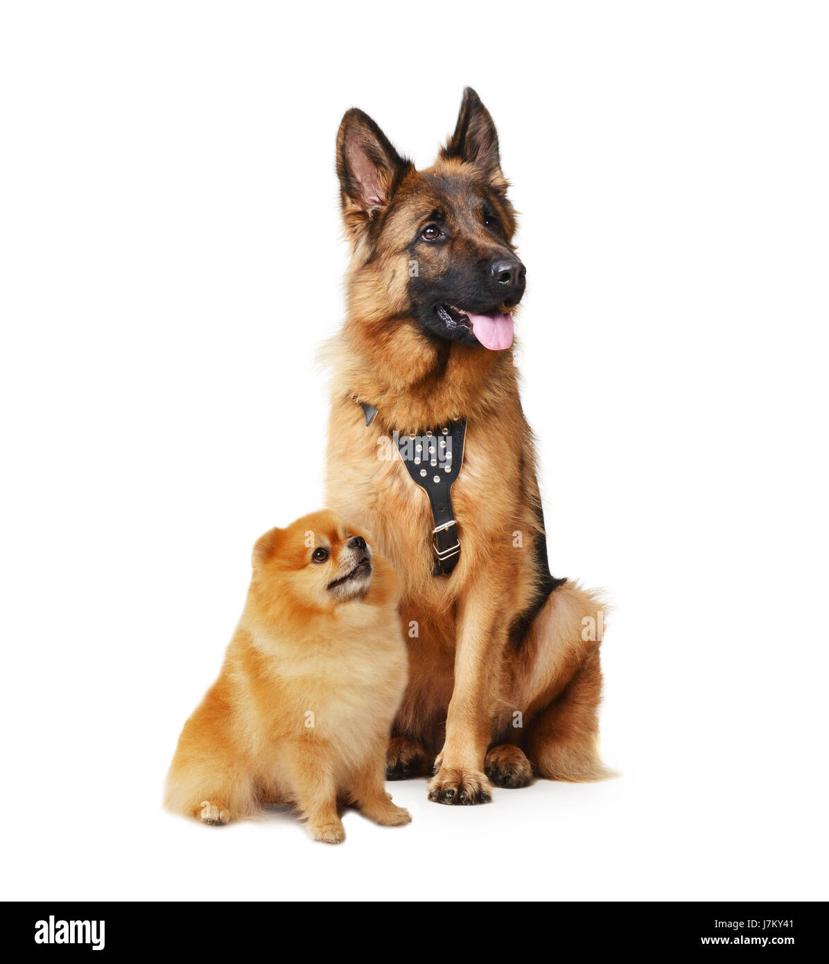 Studio portrait de berger allemand Junior et pomeranian. Grands et petits chiens isolé sur fond blanc. Banque D'Images