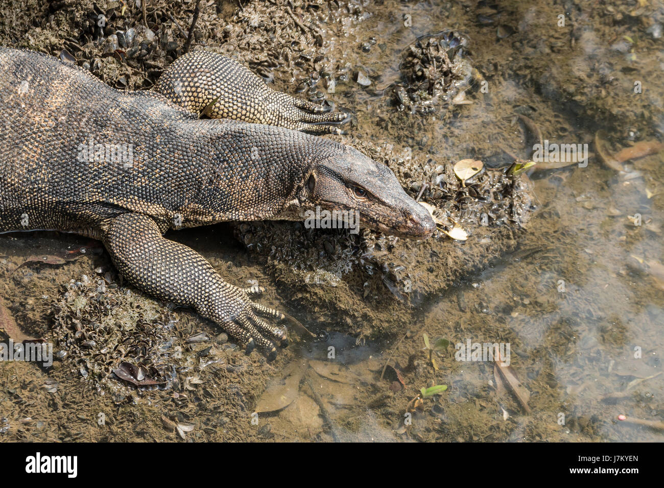 L'eau de Malaisie varan (Varanus salvator) dans la réserve de Sungei Buloh à Singapour Banque D'Images