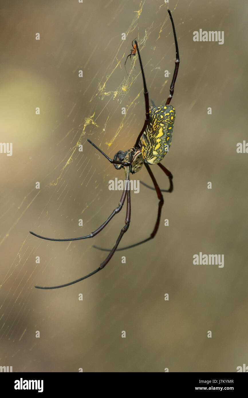 Globe Doré géant araignée Nephila pilipes (Weaver) dans la réserve de Sungei Buloh, Singapour Banque D'Images