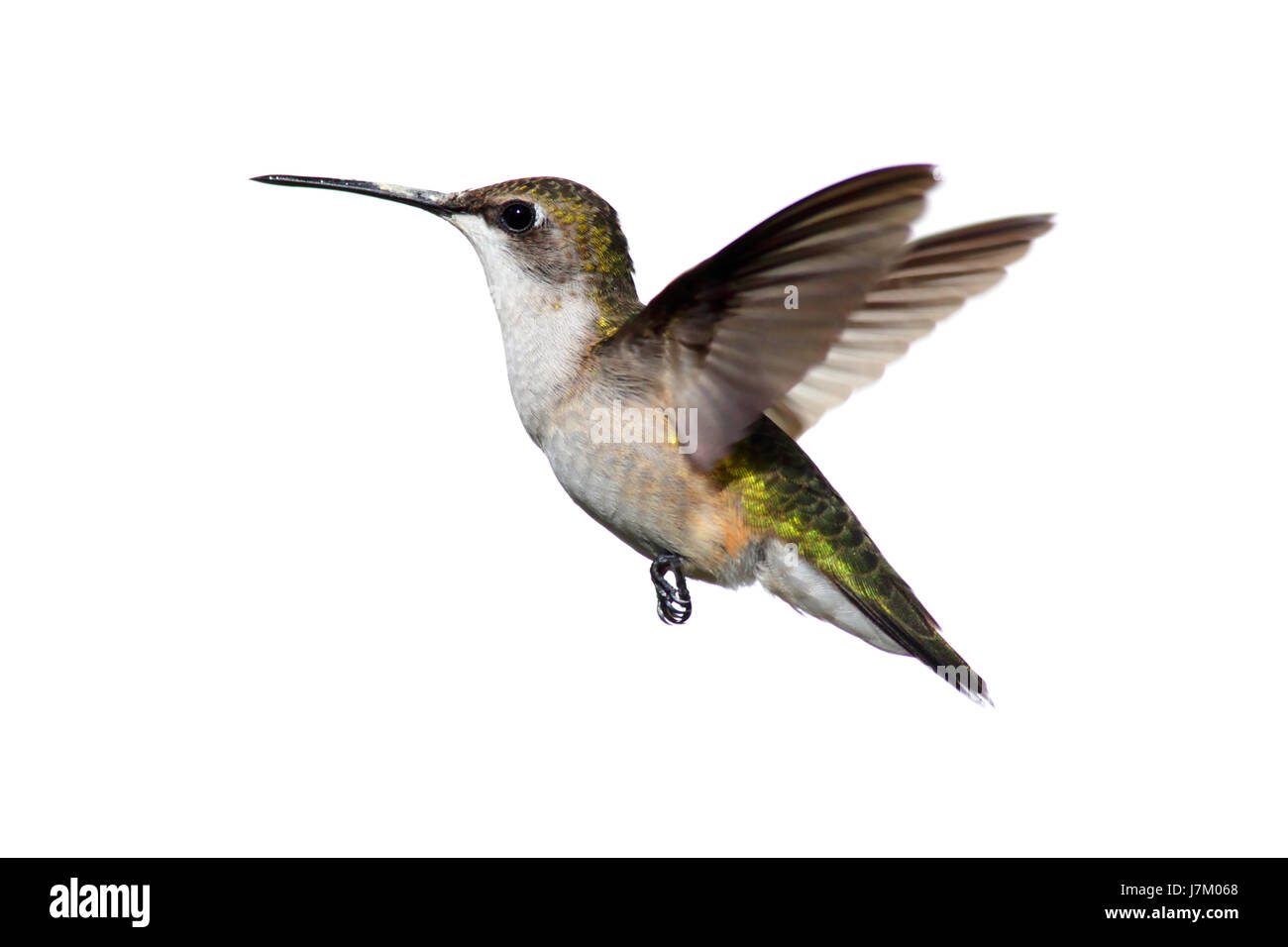 La faune Les oiseaux sauvages isolés hummingbird blanc nature animaux oiseaux isolés Banque D'Images