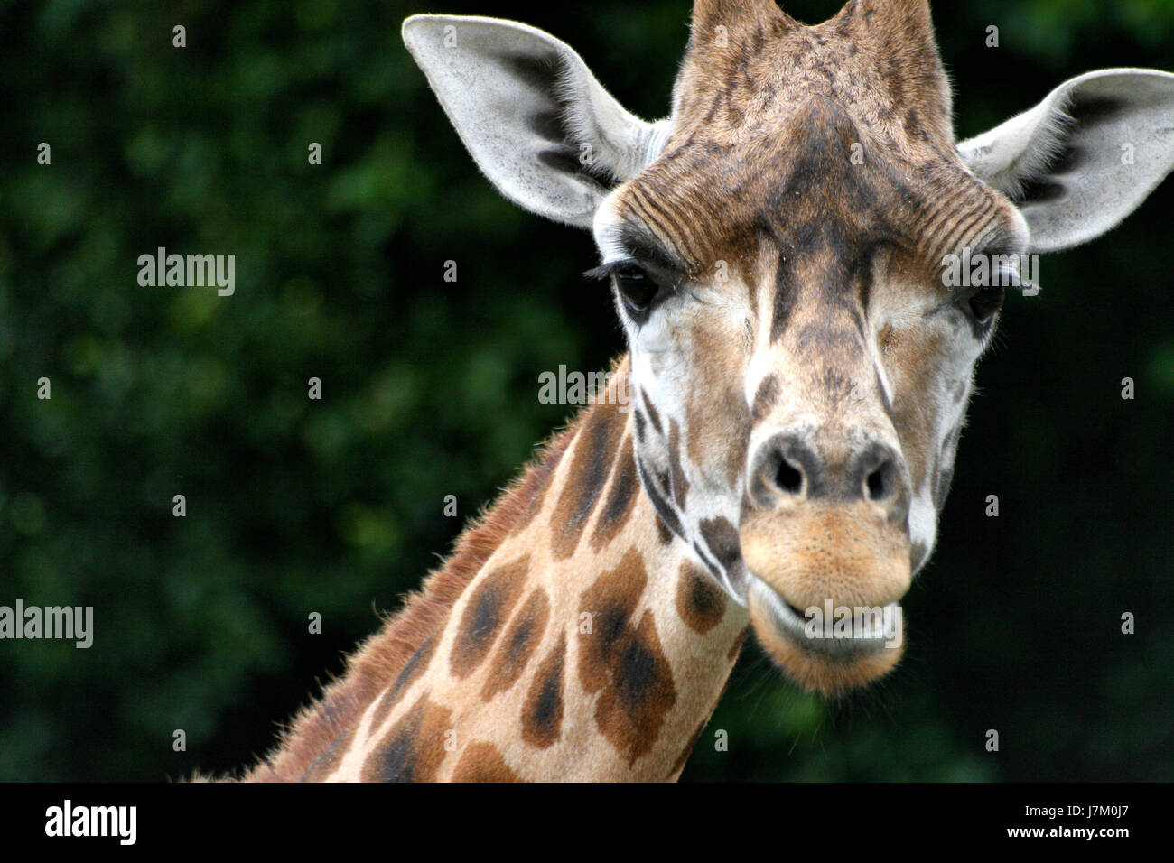 Close up de girafe en face du Parc de la faune Banque D'Images