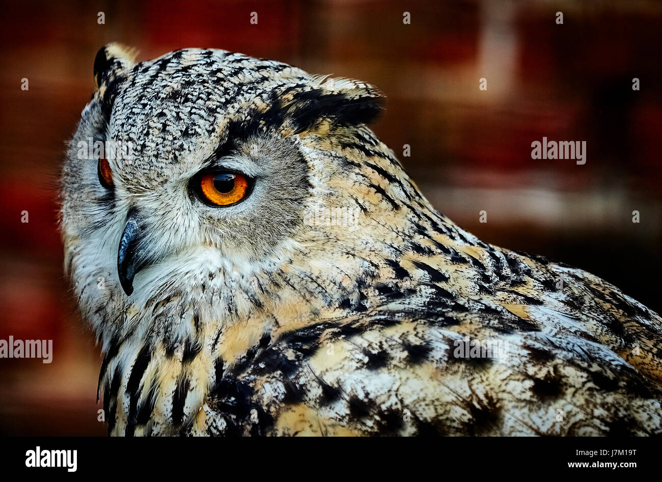 Feuillage de l'automne à Thorpe Perrow arboretum. Banque D'Images