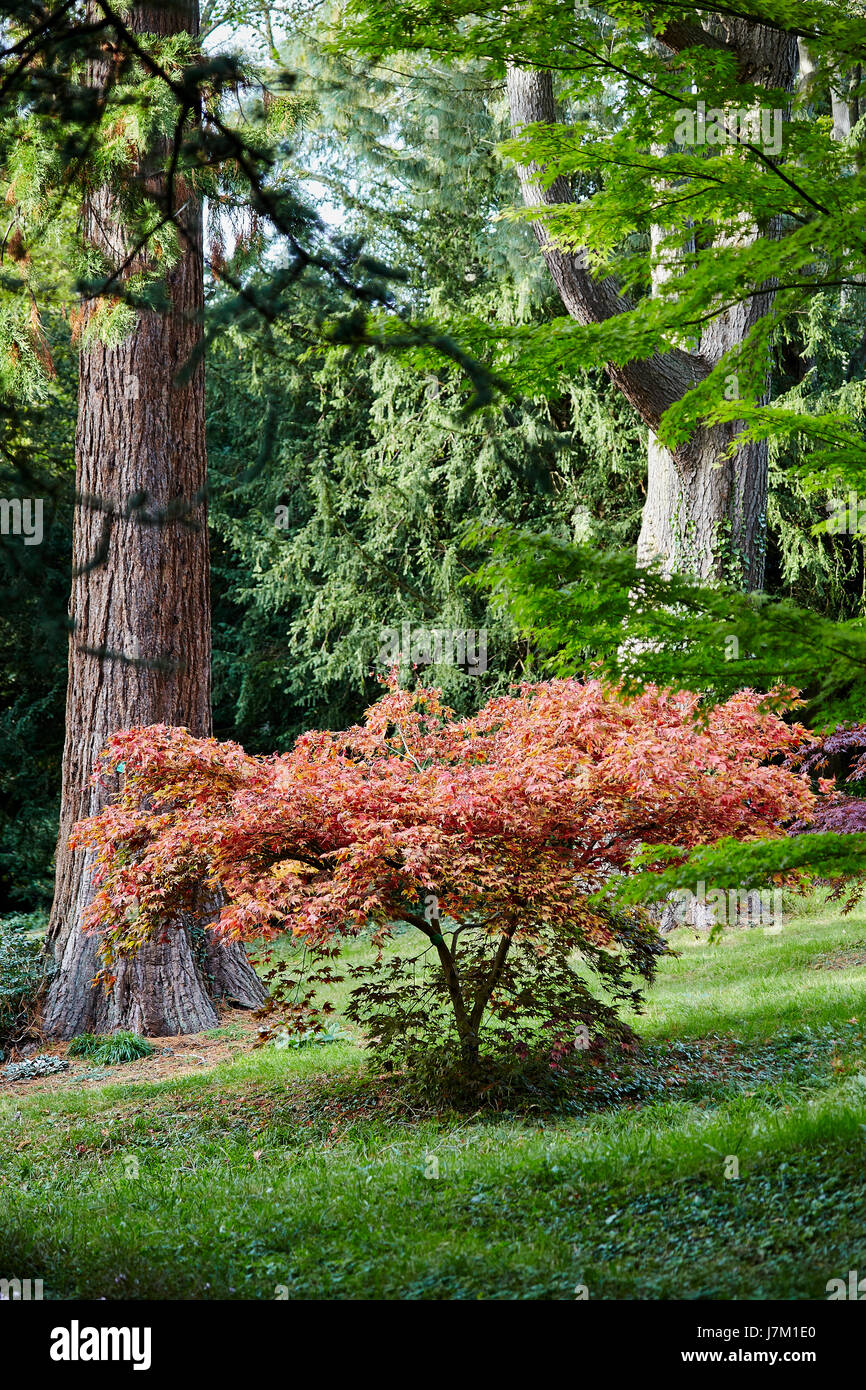 Feuillage de l'automne à Thorpe Perrow arboretum. Banque D'Images
