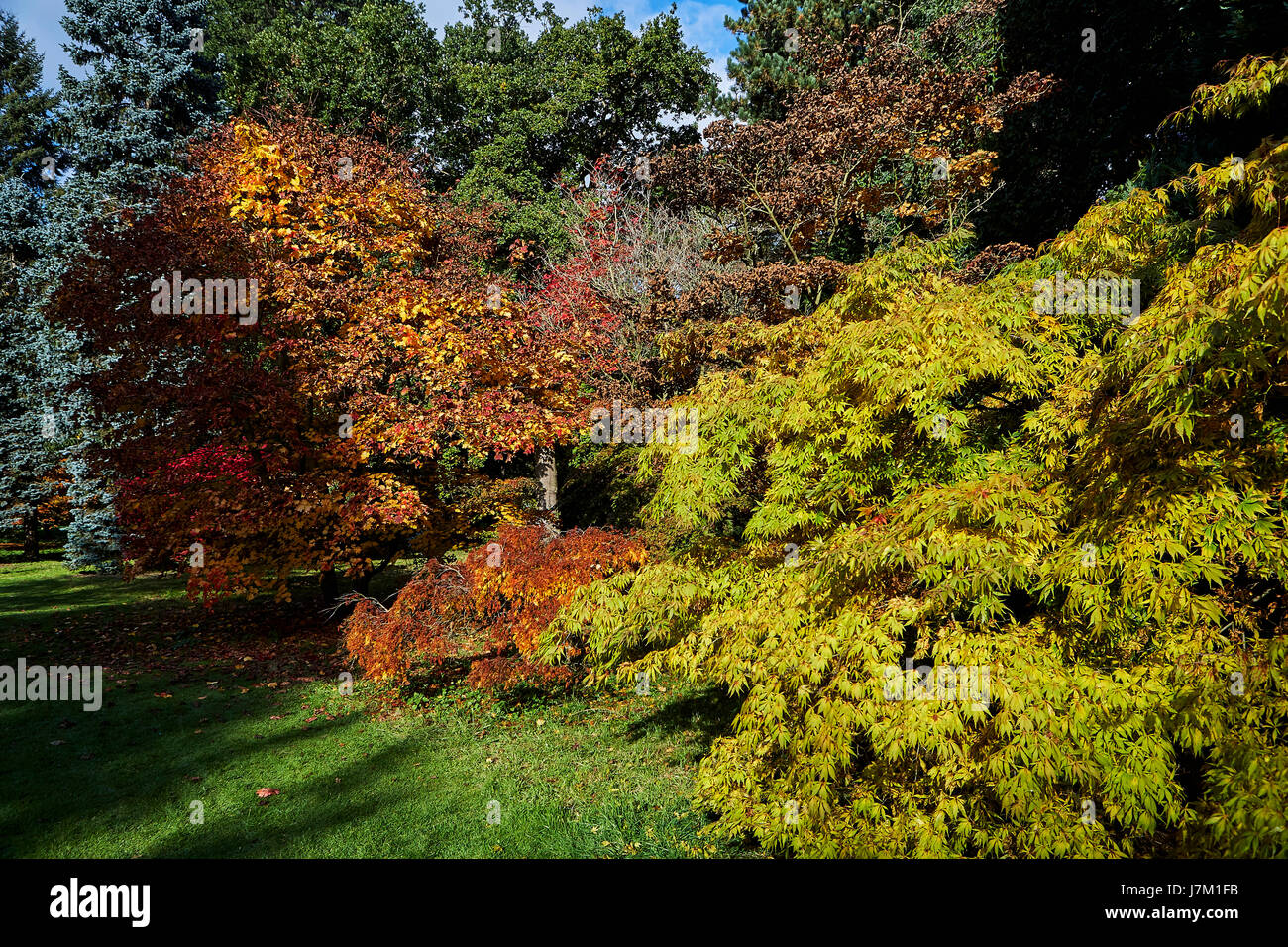Feuillage de l'automne à Thorpe Perrow arboretum. Banque D'Images
