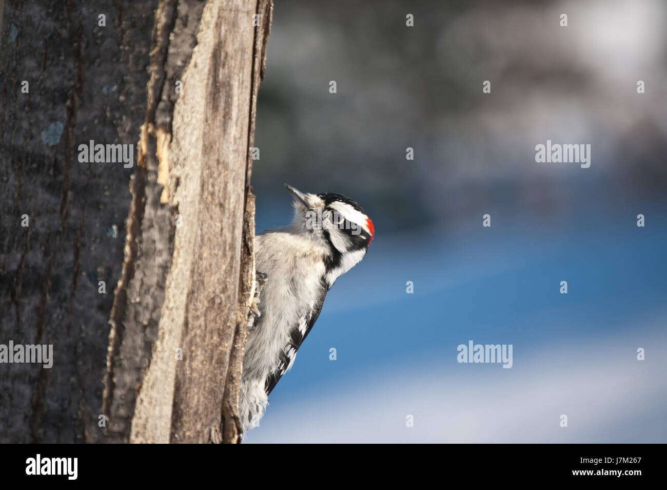 Pic d'oiseaux de la faune nature alimentation arbre hiver horizontal animaux oiseaux Banque D'Images