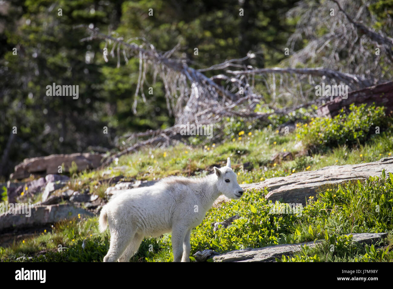 Chèvre des montagnes Rocheuses / Oreamnos americanus / adulte / enfant Banque D'Images