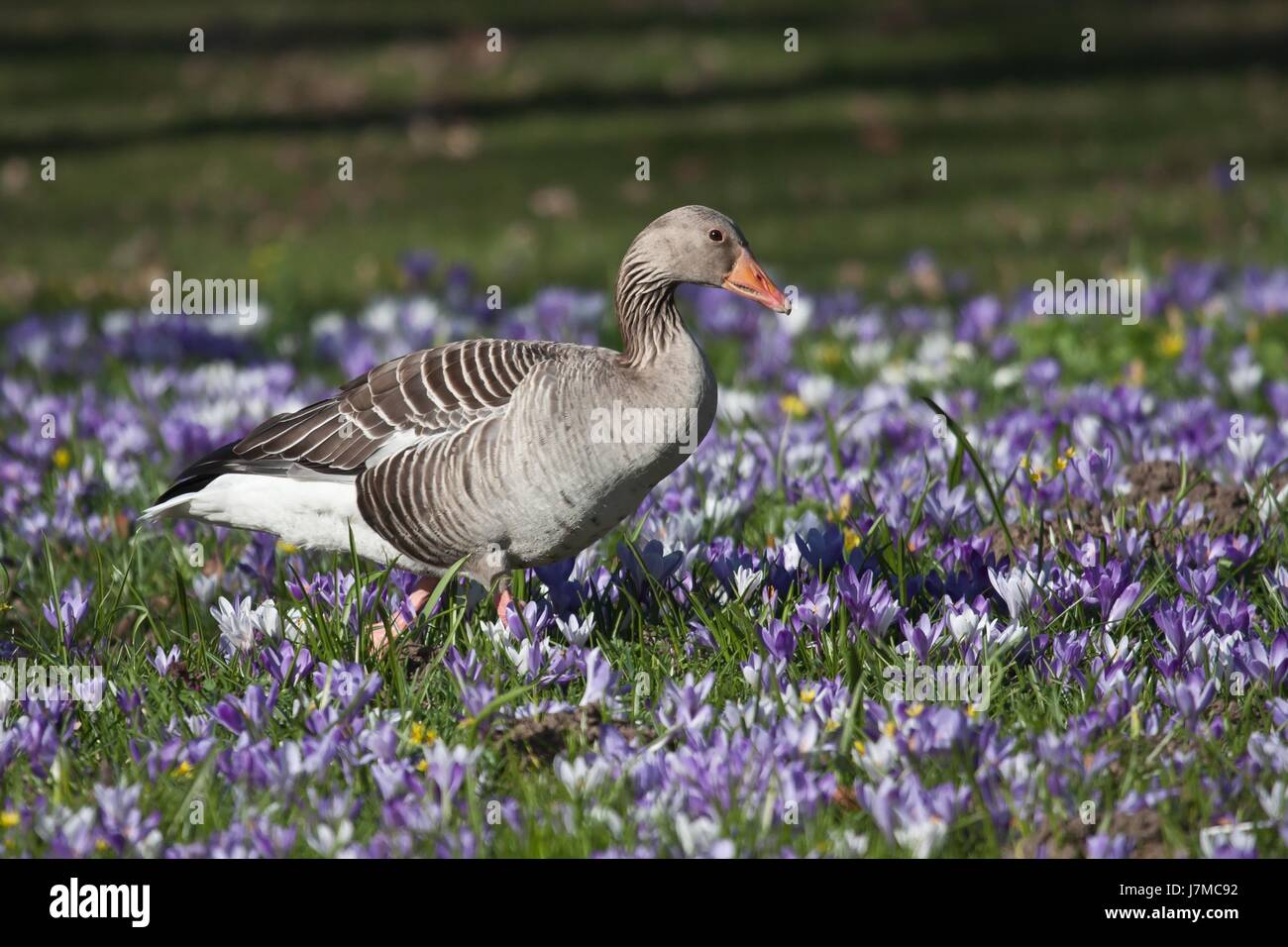 Fleur fleurs Oiseaux Oiseaux de la sauvagine de l'usine cascades de fleurs d'oie oiseau de purge Banque D'Images