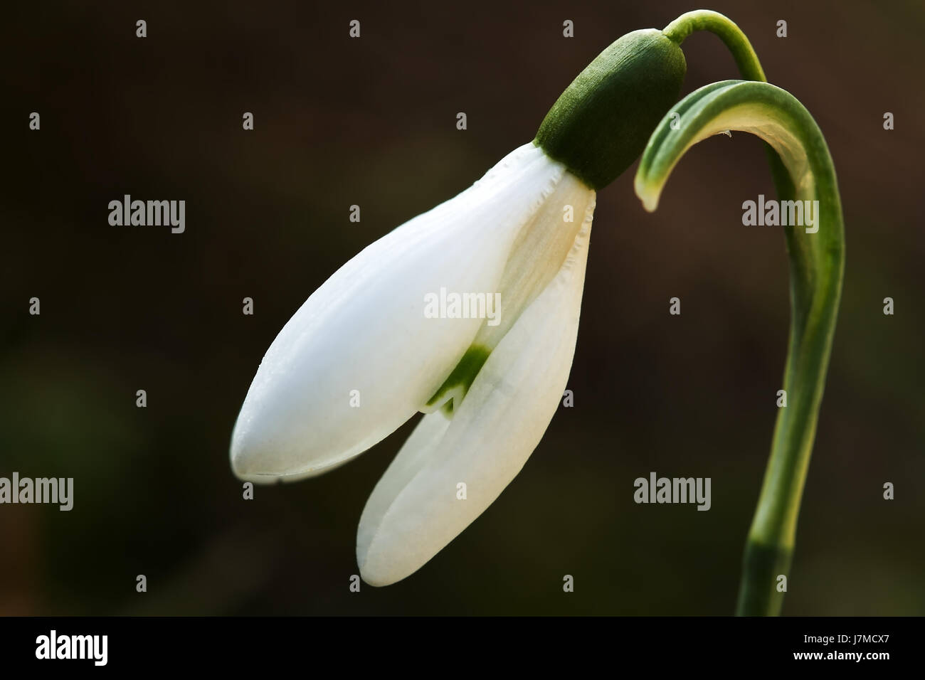 Plante à fleurs blanc pur brillant pâle perce-neige snow white jardin d'hiver Banque D'Images