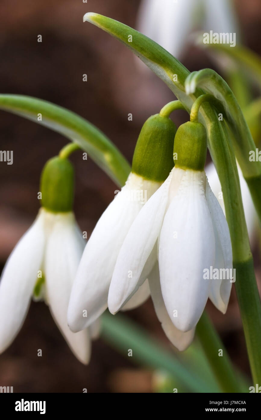 Plante à fleurs blanc pur brillant pâle perce-neige snow white jardin d'hiver Banque D'Images
