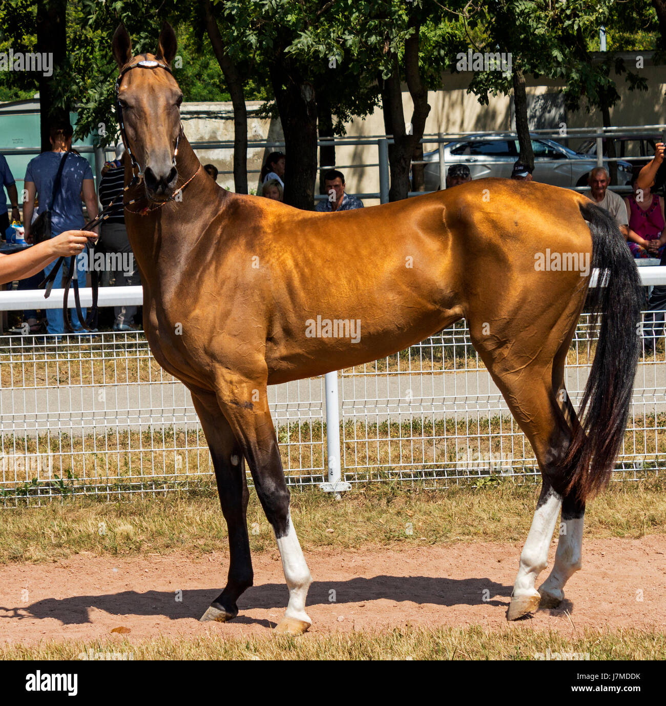 Portrait de beaux chevaux akhal-teke Banque D'Images