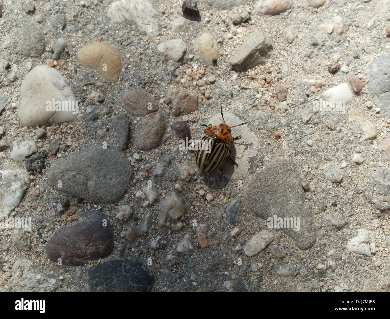 Kartoffelkaefer, également connu sous le nom de coléoptère de la pomme de terre du Colorado, est un ravageur commun qui affecte les cultures de pommes de terre. Il est reconnu pour son aspect rayé jaune et noir distinctif et pose des défis importants à l'agriculture. Banque D'Images