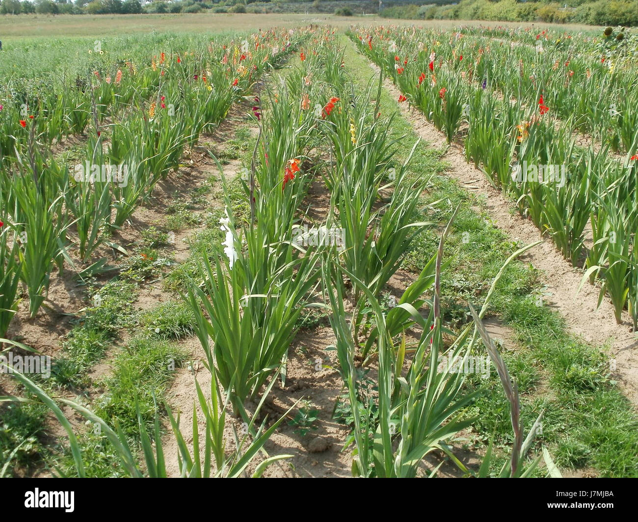 20110728Blumenfeld Altlussheim Banque D'Images
