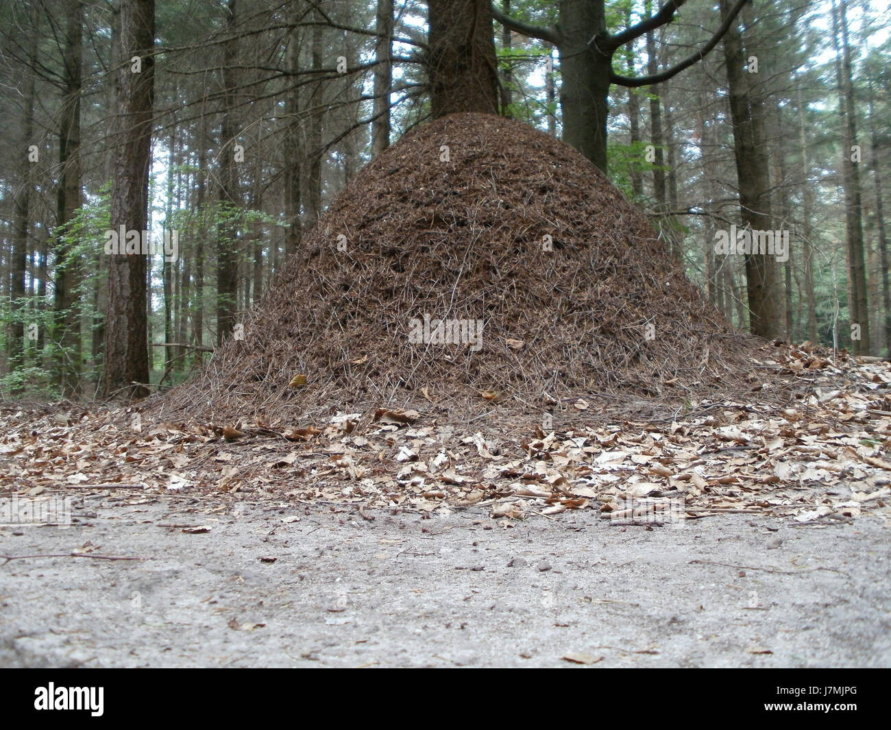 Le terme *20110731Reilinger Eck* désigne probablement une date et un lieu précis, possiblement liés à un événement, une réunion ou un moment significatif enregistré le 31 juillet 2011 à Reilinger Eck. Banque D'Images