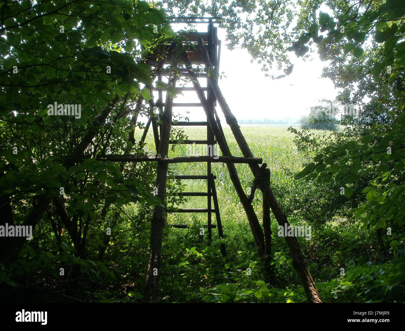 Le Hochsitz Hockenheim est un stand de chasse situé près de la région de Hockenheim, servant de point de vue pour les chasseurs. Le stand offre une vue dégagée sur la forêt environnante, couramment utilisée pour l'observation de la faune et les activités de chasse. Banque D'Images