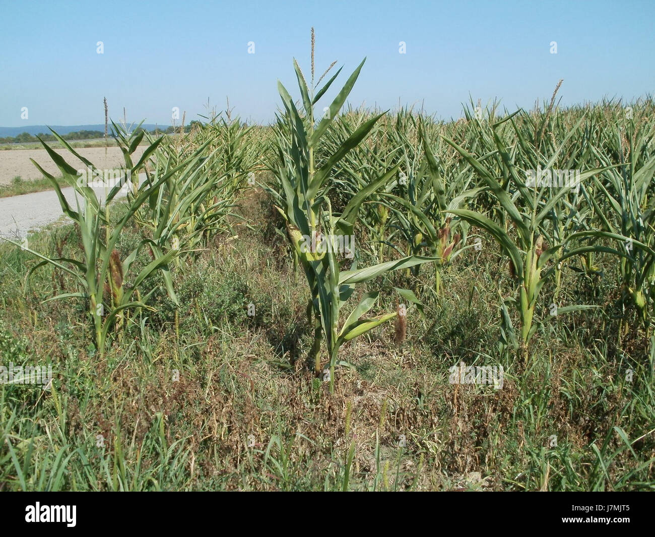 Il s'agit d'une image ou d'un événement lié à un champ de maïs à Walldorf, en Allemagne, pris le 1er août 2011. Il met en lumière les pratiques agricoles et la gestion des champs de la culture du maïs dans la région. Banque D'Images