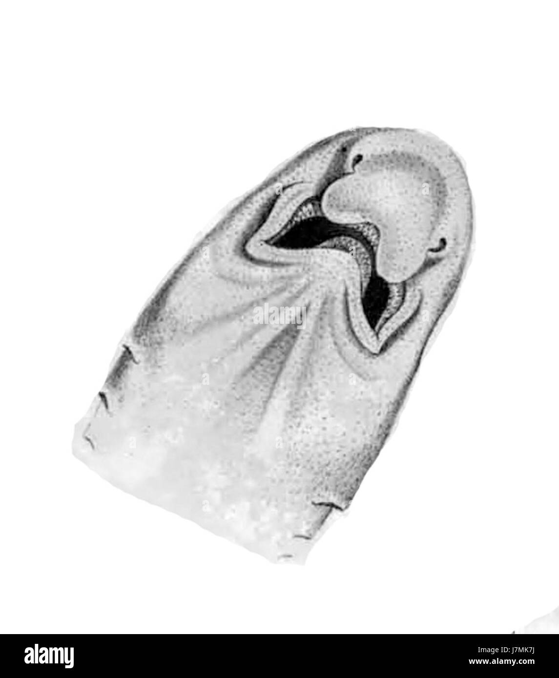 Atelomycterus marmoratus, communément appelé requin-chat marbré, est une espèce de requin que l'on trouve dans les eaux tropicales. L'image met en valeur ses caractéristiques, y compris son corps à motifs et son rostre pointu, qui l'aident dans la chasse. Banque D'Images