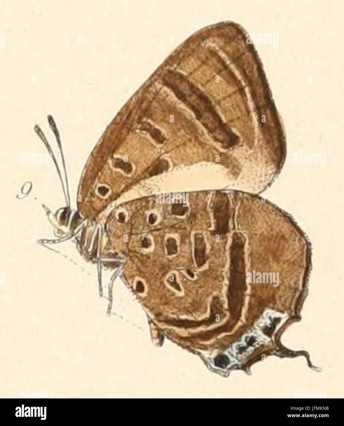 Cette illustration d'Arhopala philander, une espèce de papillon, a été dessinée en 1865 par MUnAC, illustrant ses caractéristiques détaillées et son importance scientifique en entomologie. Banque D'Images