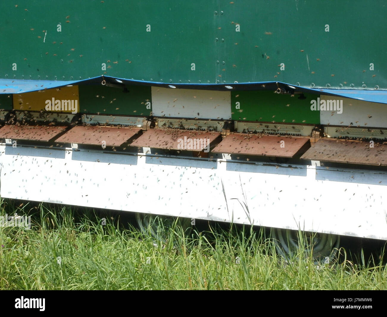 Cette photo prise le 30 août 2011 montre un *Wanderimker* (un apiculteur mobile) à Reilingen, en Allemagne, représentant le processus d’apiculture en milieu naturel. Banque D'Images