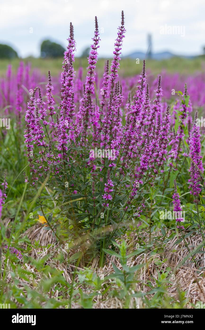 Marais sauvage mauve des fleurs en été Photo Stock - Alamy