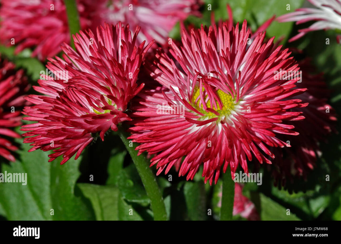 Bellis Habanera Red Banque D'Images