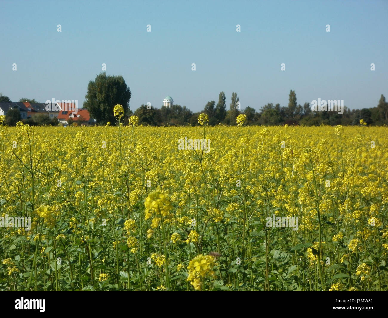 Cette image représente une scène d'un champ de colza (Rapsfeld) à Reilingen, datée du 30 septembre 2011. Le champ met en évidence les pratiques agricoles et les cultures dans la région, en particulier la culture du colza. Banque D'Images