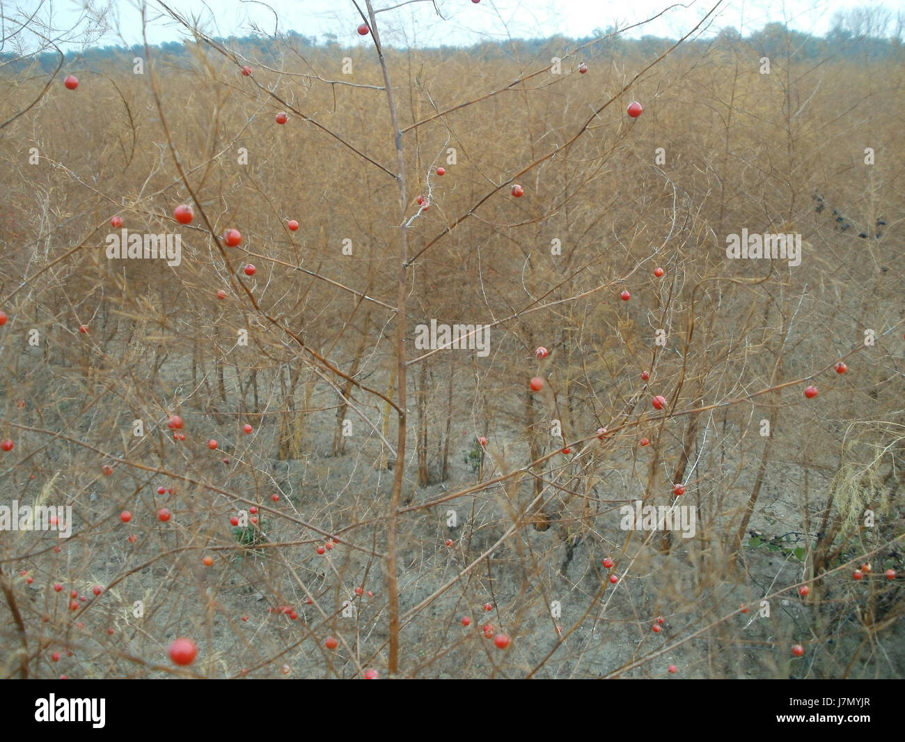 La photographie de novembre 2011 montre un vaste champ d'asperges (Spargelfeld) à Hockenheim, en Allemagne. Ce paysage agricole met en évidence le rôle de la région dans la culture de l'asperge, une culture importante dans la région. Banque D'Images