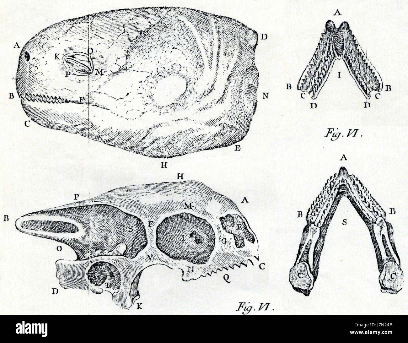 Cylindraspis indica Banque de photographies et d’images à haute