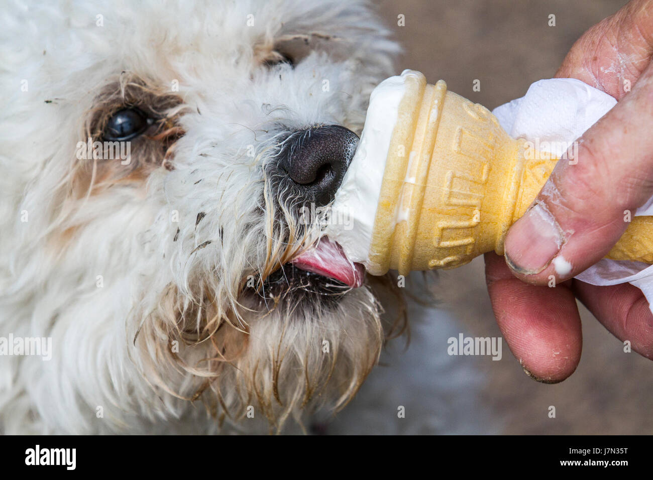 Le Bichon Frise un chien joyeux et petit chien avec un amour de méfait et  beaucoup d'amour à donner en dégustant une glace le jour chaud de mai à  Lytham St Annes,