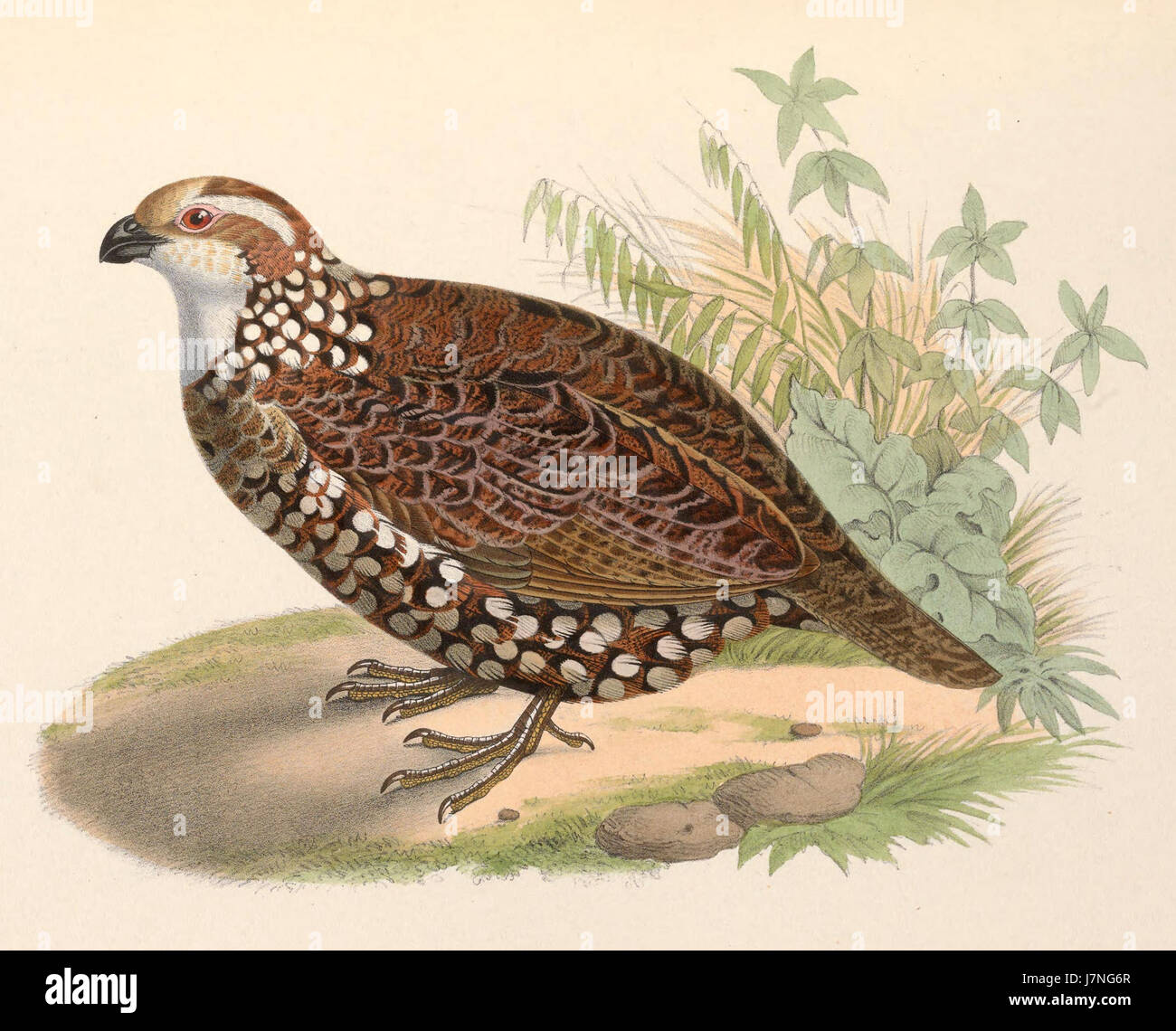 *Colinus leucopogon*, communément appelé caille à gorge blanche, est une espèce d'oiseau originaire d'Amérique du Nord. Cette espèce est reconnue pour sa gorge blanche distinctive et se trouve dans les prairies et les forêts ouvertes. Banque D'Images